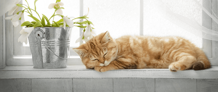 chat bien vivre